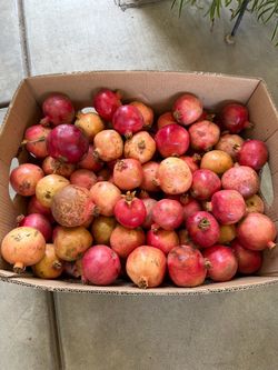Pomegranate