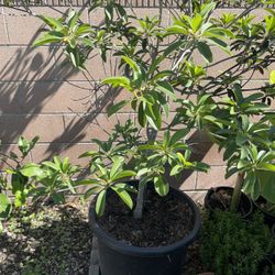 Fruit Tree