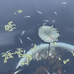 Medaka Fish Tank Decor 