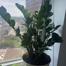 Plants For Sale