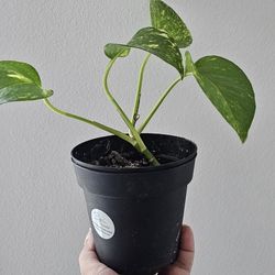 Devil's Ivy Pothos Money Plant 