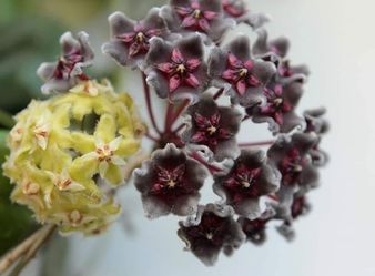 Hoya Hawaiian Purple