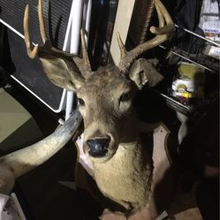 Deer Head 