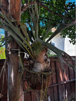 Staghorn fern