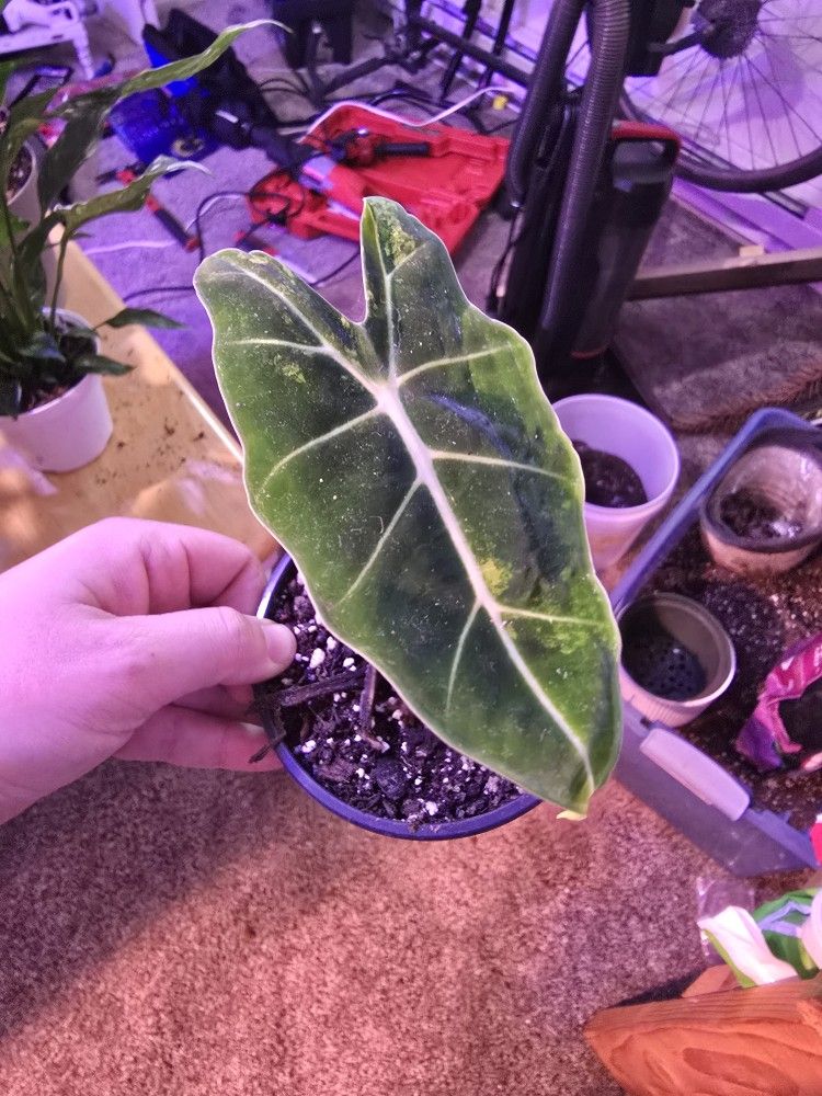 Low Variegated Alocasia Frydek