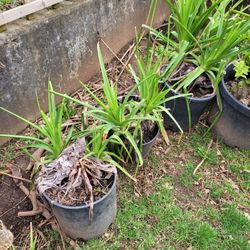 Red Hot Poker Plants Kniphofia .Torch Lily