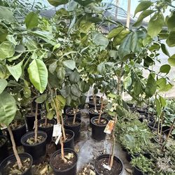 Oro Blanco Grapefruit Trees 5F The Tall $60 Each Price Firm 