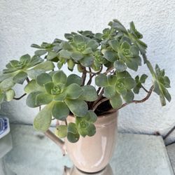 Succulent Plant In Beige Cup 