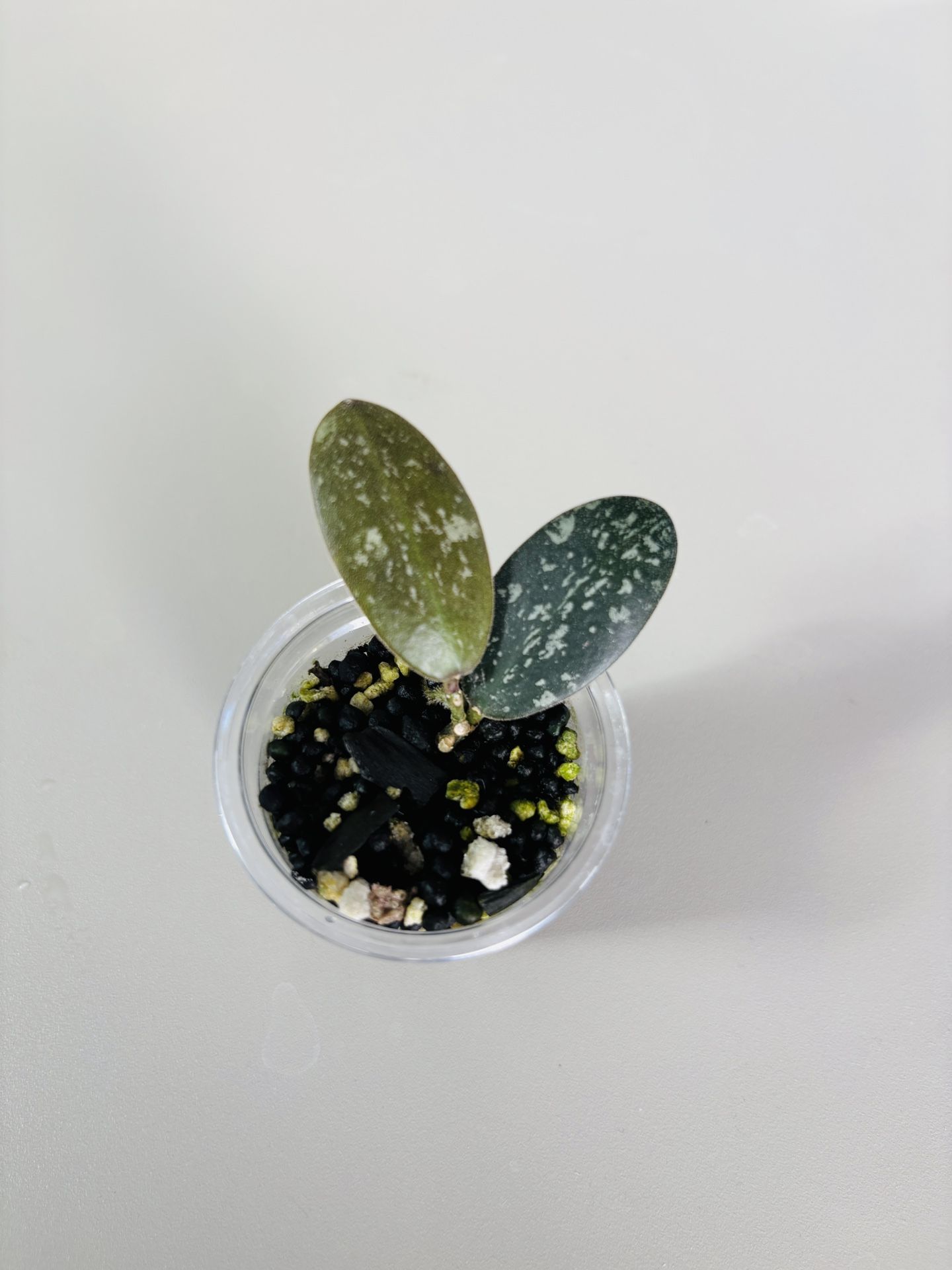 Hoya Sigilatis borneo(round)