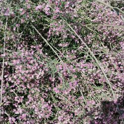 BAJA SPURGE - CALIFORNIA NATIVE Free 