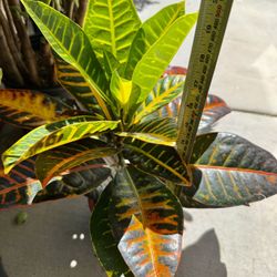 ❤️Petra' CROTON Is a popular tropical evergreen shrub known for its vibrant, multicolored foliage15”