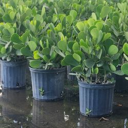 Beautiful Clusias Plants For Privacy!!! Fertilized 