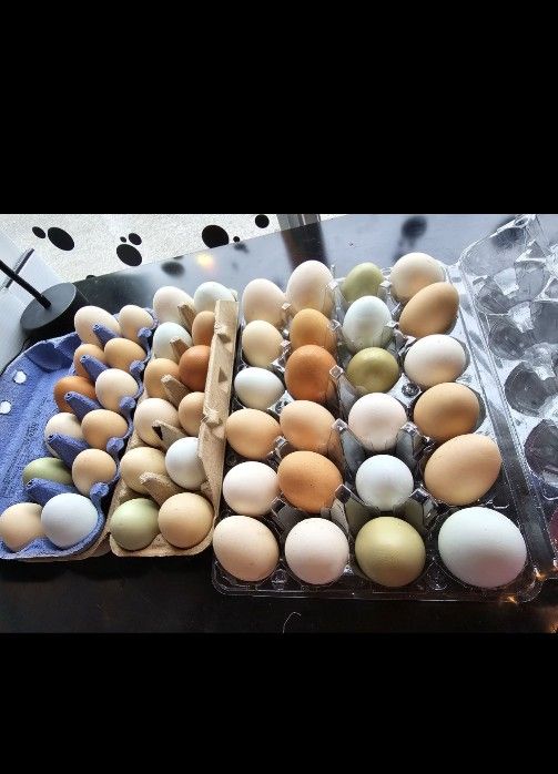 eggs , chicken&duck
