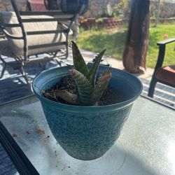 Aloe Plant
