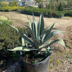 Agave 