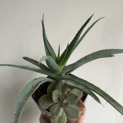 Aloe And Echeveria Succulents