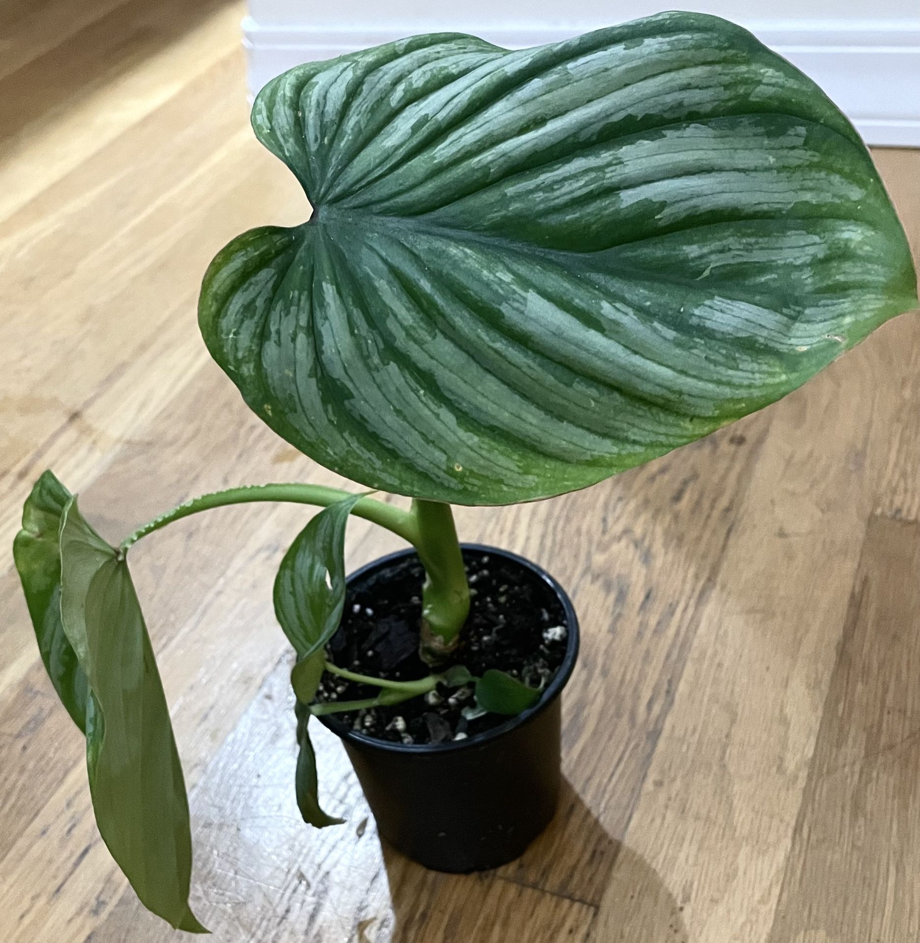 Rare Philodendron Mamei Plant / 2 in 1 Pot/ Free Delivery Available 
