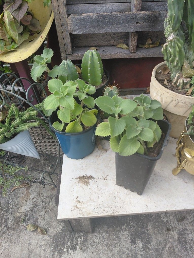 Oregano Orejon, / Cubano