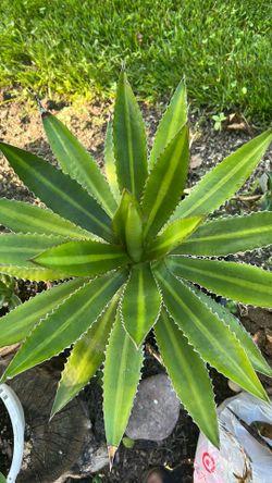 Agave lophantha