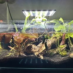 Fully Cycled 5 Gallon Rimless Tank