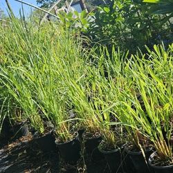 Organic Lemongrass 