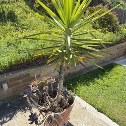5ft Yucca bonus succulents
