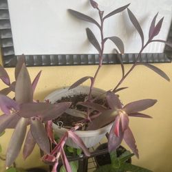Red Plant