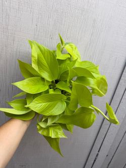 6” neon pothos