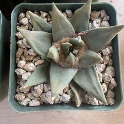 Rare Cactus and Succulents for Sale