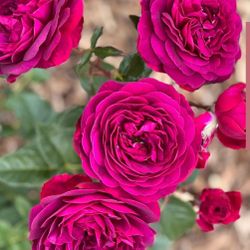 Celestial Night Rose Plant In 1 Gallon Pot. Pick Up In Millbrae