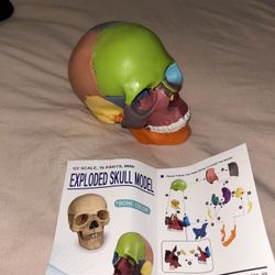 Anatomical Skull Model