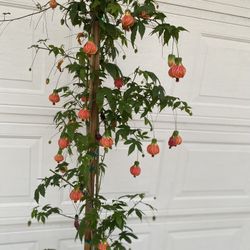 Japonice Lantern Blooming Outdoor Sun Or Shade Plant, Is 6 Feet Tall In 5 Gallons Pot Pick Up Only 