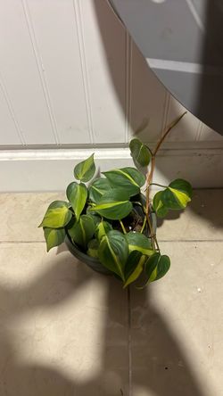 Philodendron brazil 8”