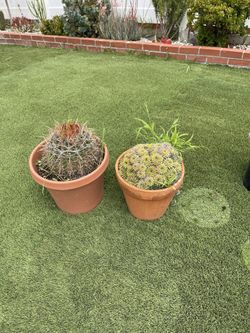 Plantas