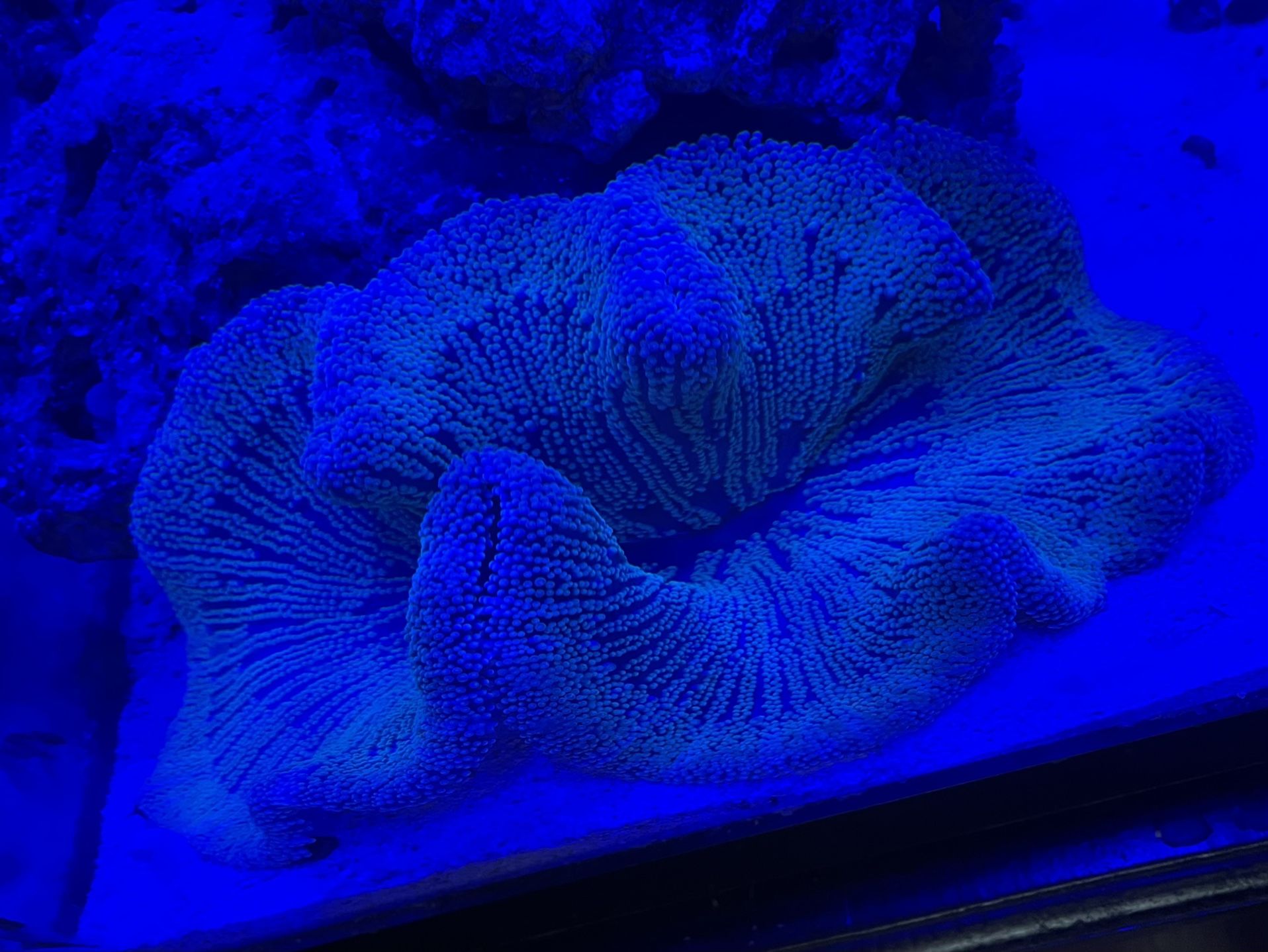 Carpet Anemone