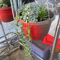 Hanging Plant 
