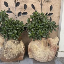 Jade Plant With Fish Pots