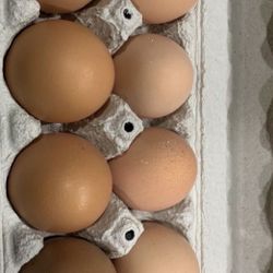 Fresh Eggs