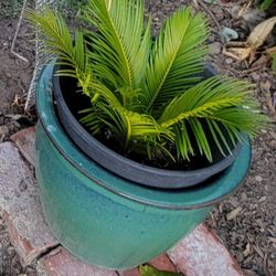 4 Sego Palms In Their  Plant Pots
