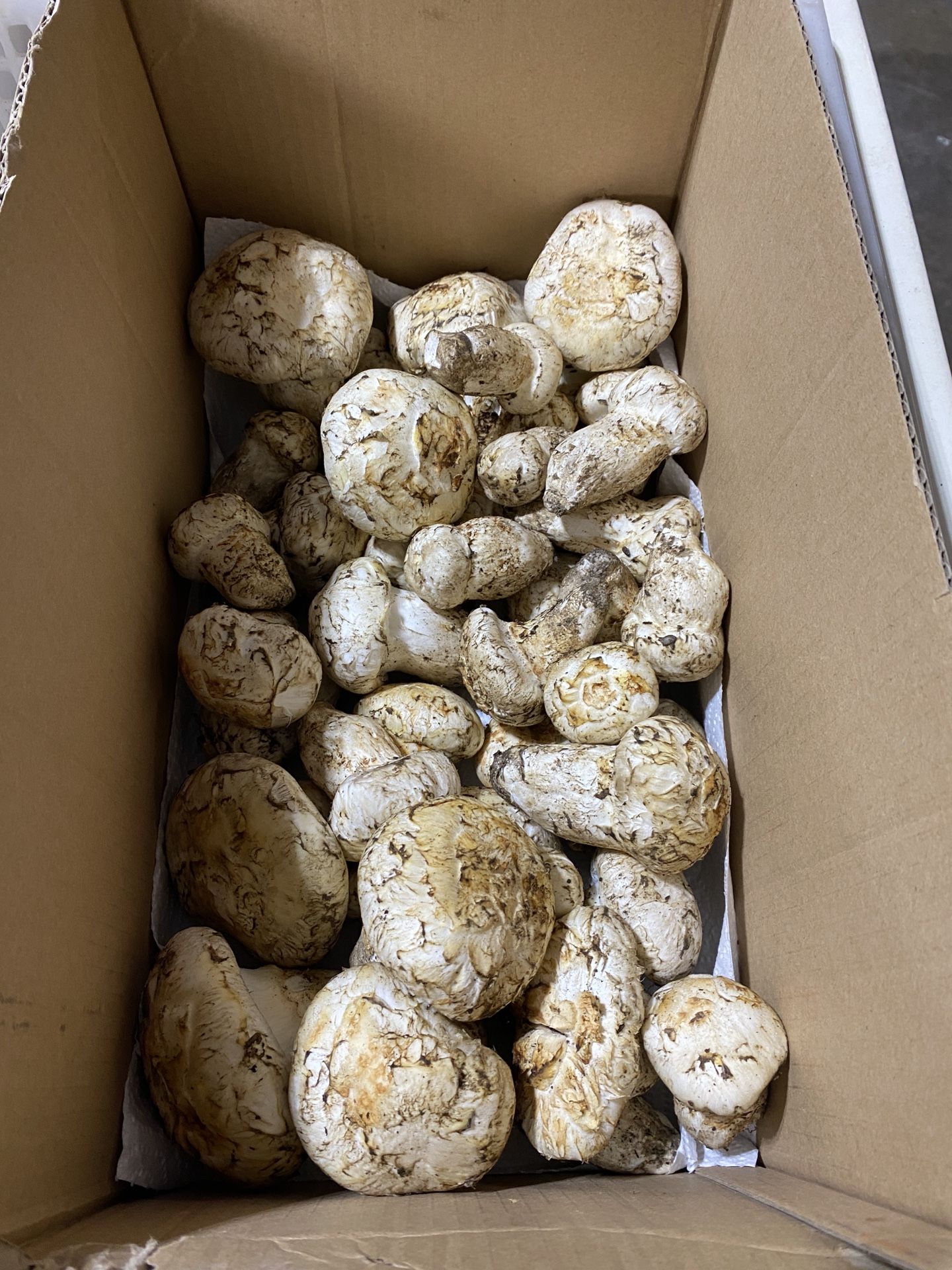 Wild Mushrooms