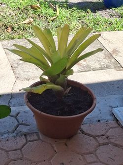 Yellow Aechmea