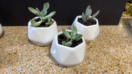 Live Succulent Plant Gift For Any Occasion 