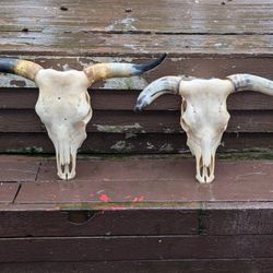 Cow Skulls 