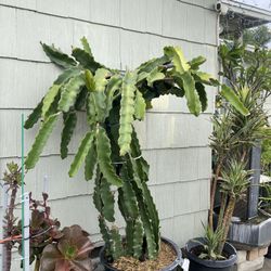 Dragonfruit Plant For Sale