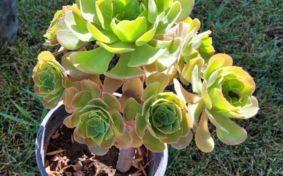 Succulents Aeonium Plants 