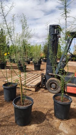Palo Verde 