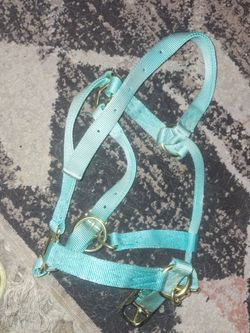Horse halter, lead, and brush