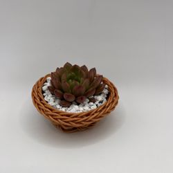 Cute Succulent Arrangements