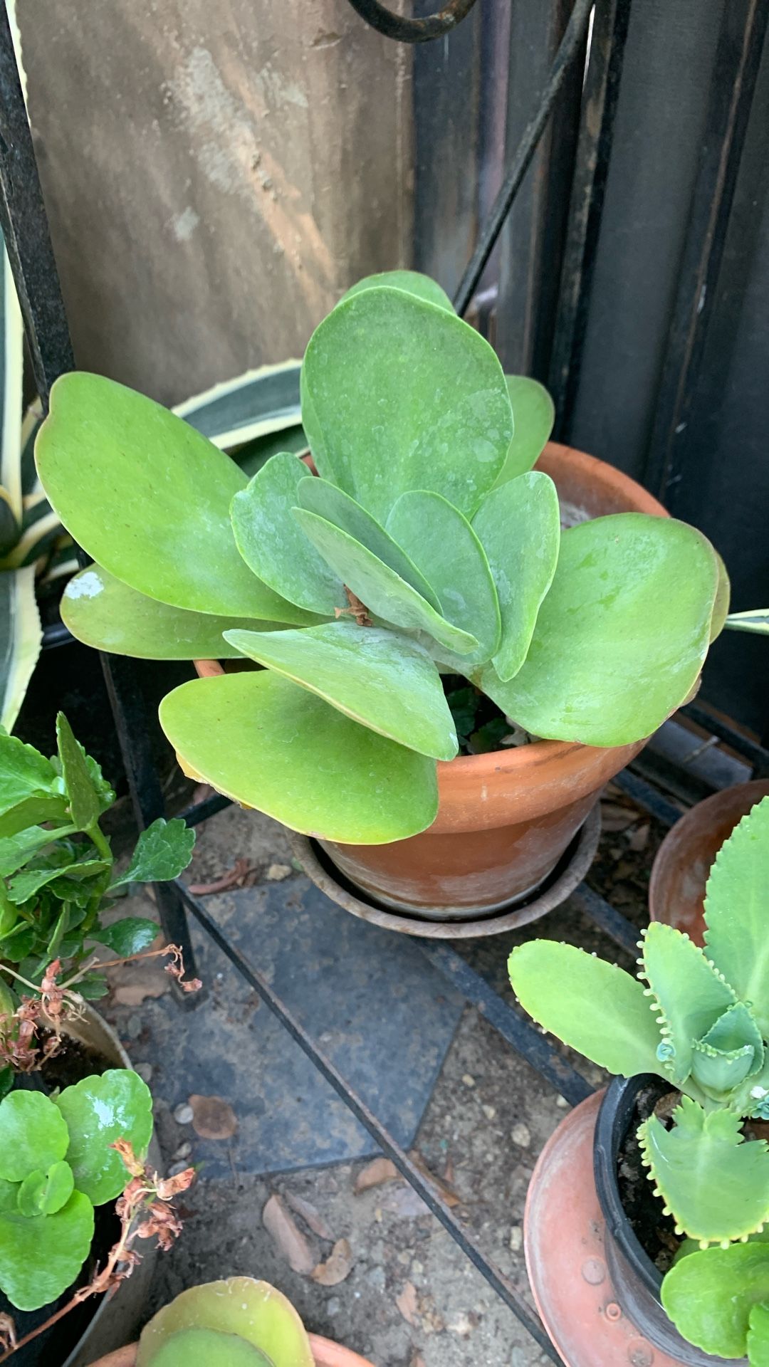 Beautiful Plant