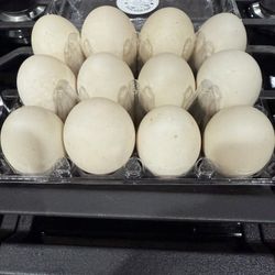 Farm Fresh Duck Eggs